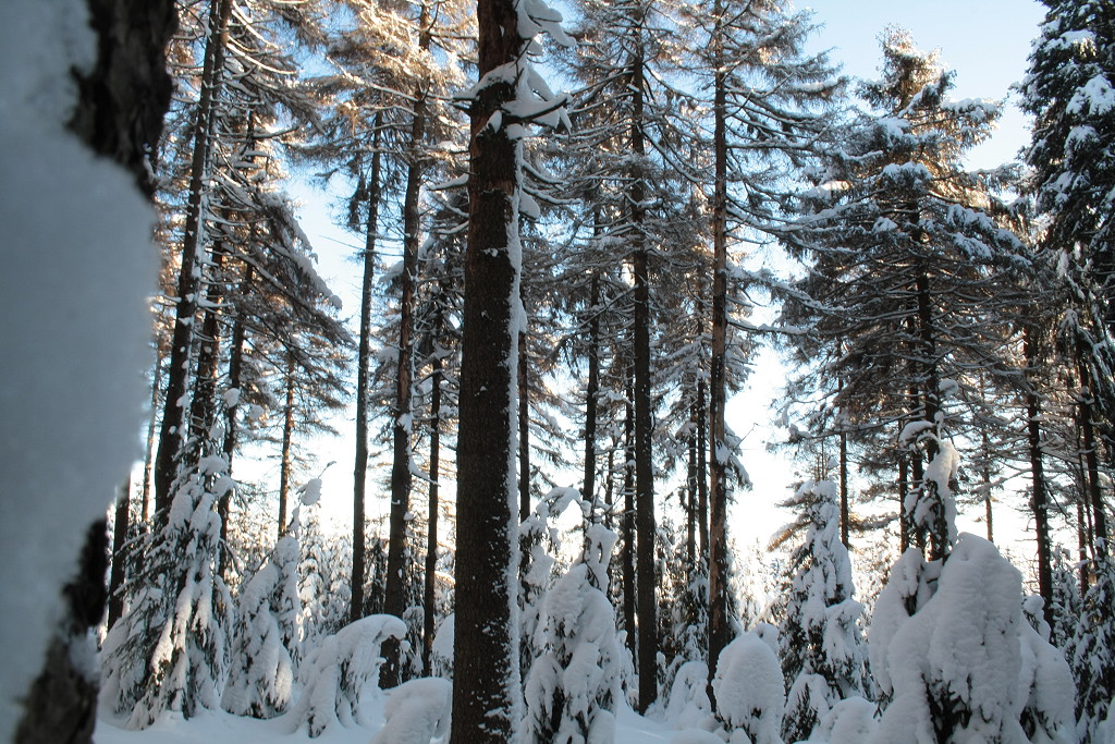 Winterlicher Zauberwald der Achtermannshhe im Harz; Aufnahme vom Nachmittag des 05.02.2012; ltere Fichten, z.T. absterbend, und der noch niedrige junge Nachwuchs am Boden der Achtermannshhe im Nationalpark Harz sehen unter dickem Schnee verzaubert und wunderschn aus... 