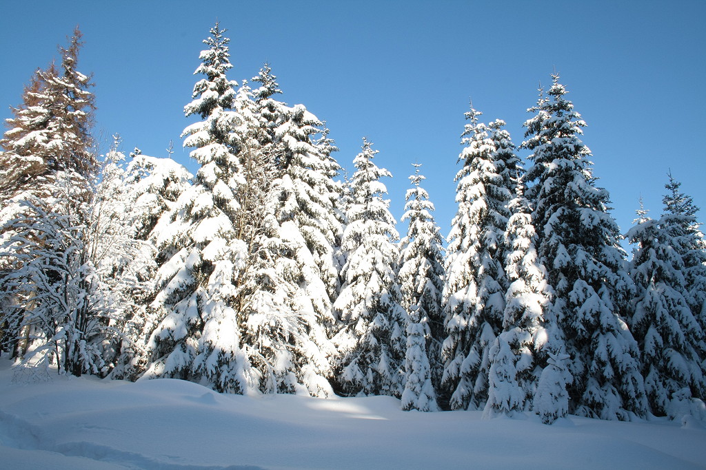 Winterlicher Zauberwald der Achtermannshhe im Nationalpark Harz; Blick von einem Wanderweg, der von Knigskrug herauf auf den Berg fhrt, am Nachmittag des 05.02.2012: Kranke, sterbende und noch gesunde Fichten, dazwischen einzelne Ebereschen unter dickem, in der Sonne glitzerndem Schnee - Urwald im Werden auf der Achtermannshhe...