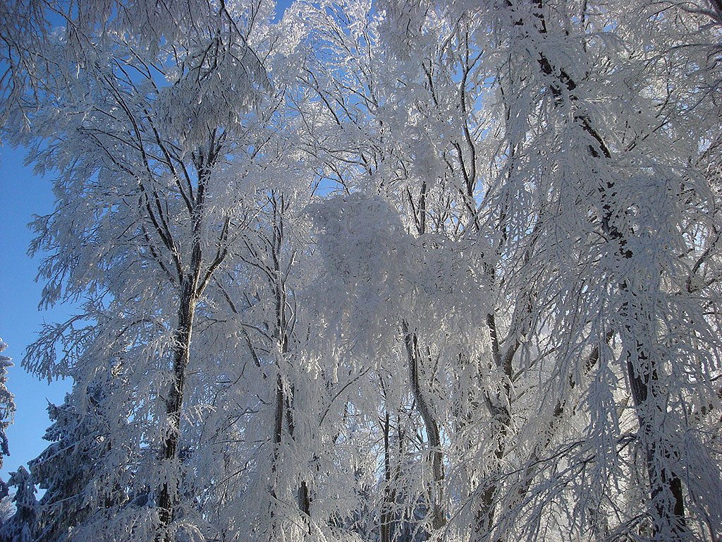 Winterspaziergang auf der etlibergkette, 11. Jan. 2009, 15:44