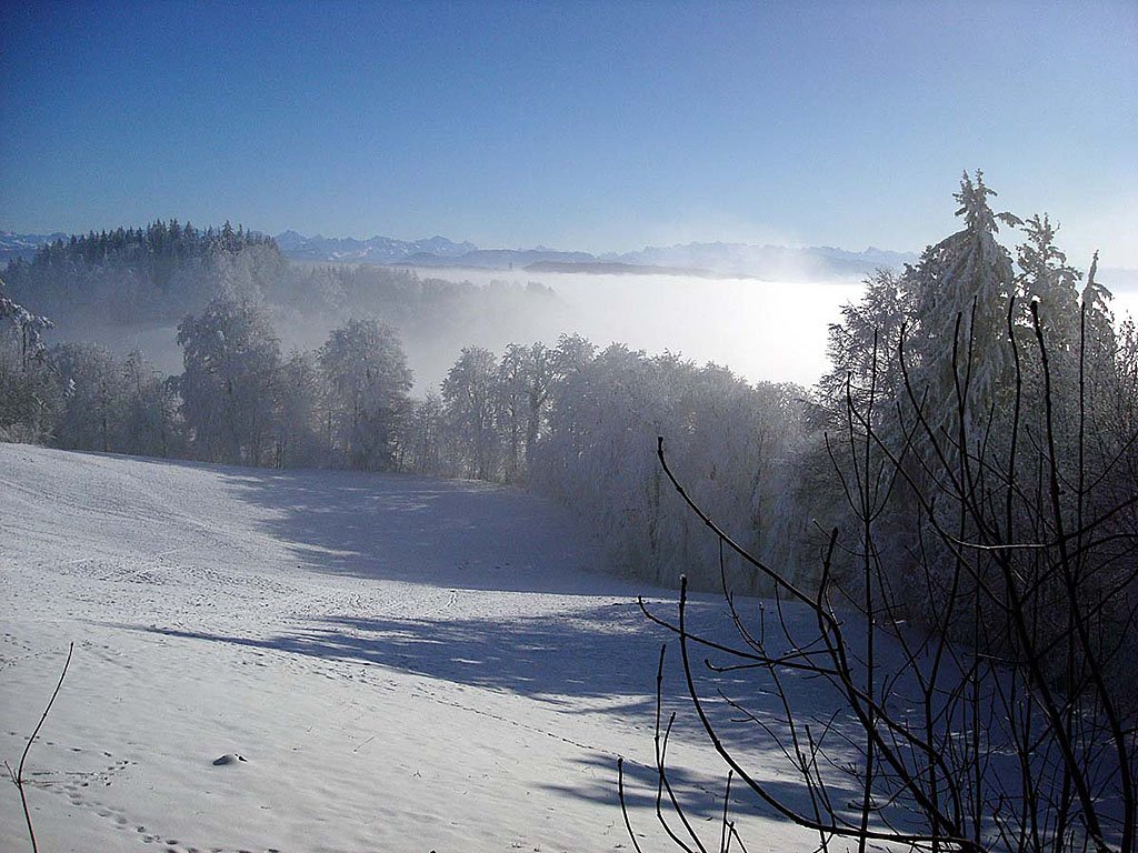 Winterspaziergang auf der Üetlibergkette. Blick Richtung Süden, 11. Jan. 2009, 15:33