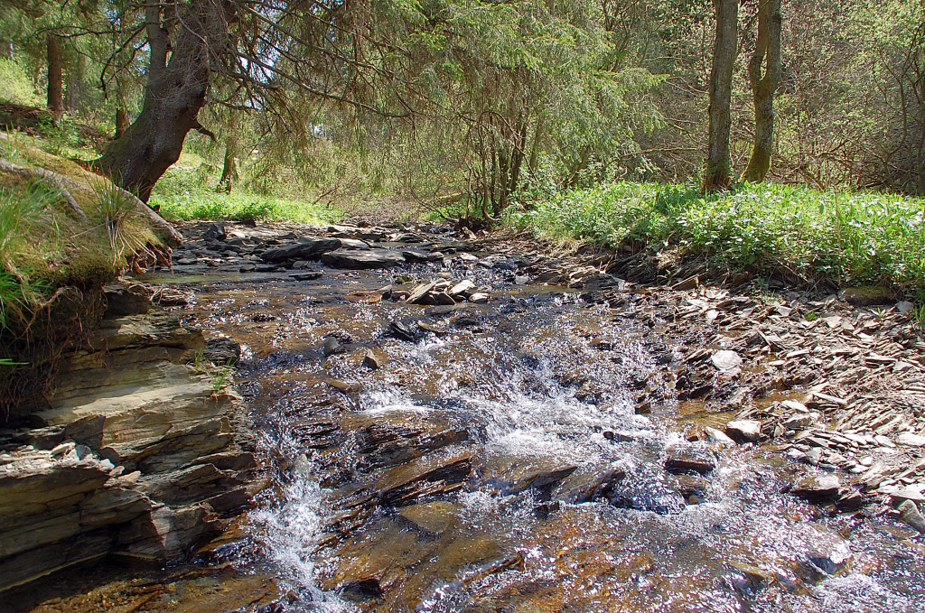 Wir schreiben den 7. Mai 2011, der Perlenbach der hier so wenig Wasser fhrt ist eigentlich um diese Jahreszeit ein recht reissendes Gebirgsflsschen am Westrand der deutschen Eifel nahe Kalterherberg.