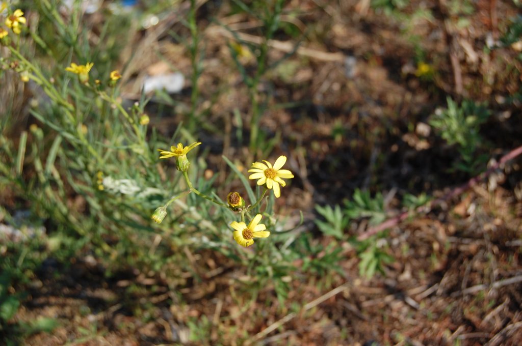 Wo einst Gter von der Bahn umgeschlagen wurden, erobert sich die Natur die alte Ladestrae des Bahnhof Dlken langsam zurck. berall auf dem Gelnde blhen mir bekannte und unbekannte Blumen und Bume recken sich gen Himmel, wo einst Pflastersteine den Belag bildeten. 4.7.2010