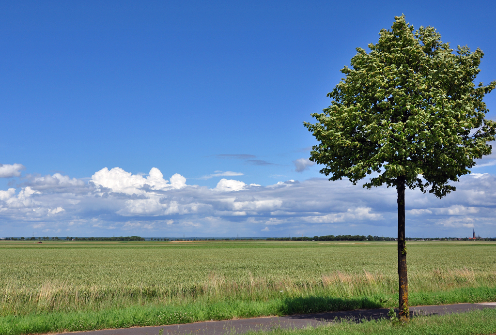 Wolken und Baum - Euskirchen 18.06.2011