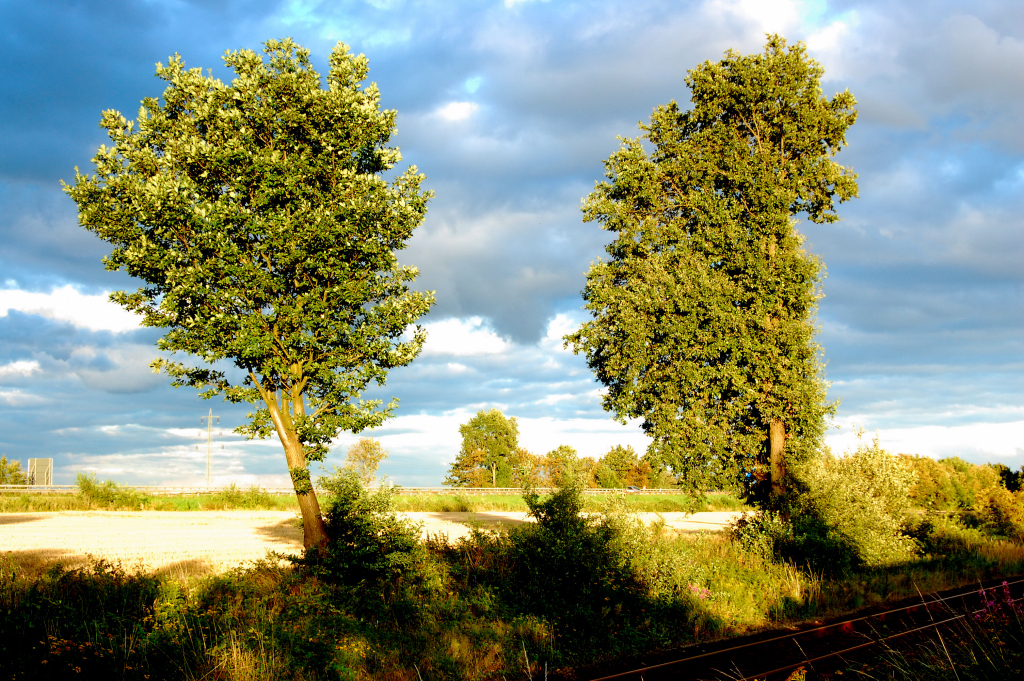 Wolkenspiel hinter den Bumen, Abendsonne wirft ihre Schatten ins Bild. 23.8.2010