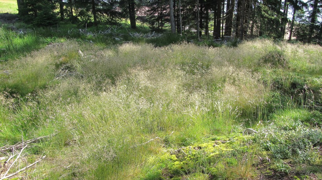 Wolliges Wildgras am Reitherkogel im Alpbachtal. Weit verbreitet ist es nicht mehr, doch an manchen Stellen findet man noch richtige Ansammlungen. (09/07/2013)
