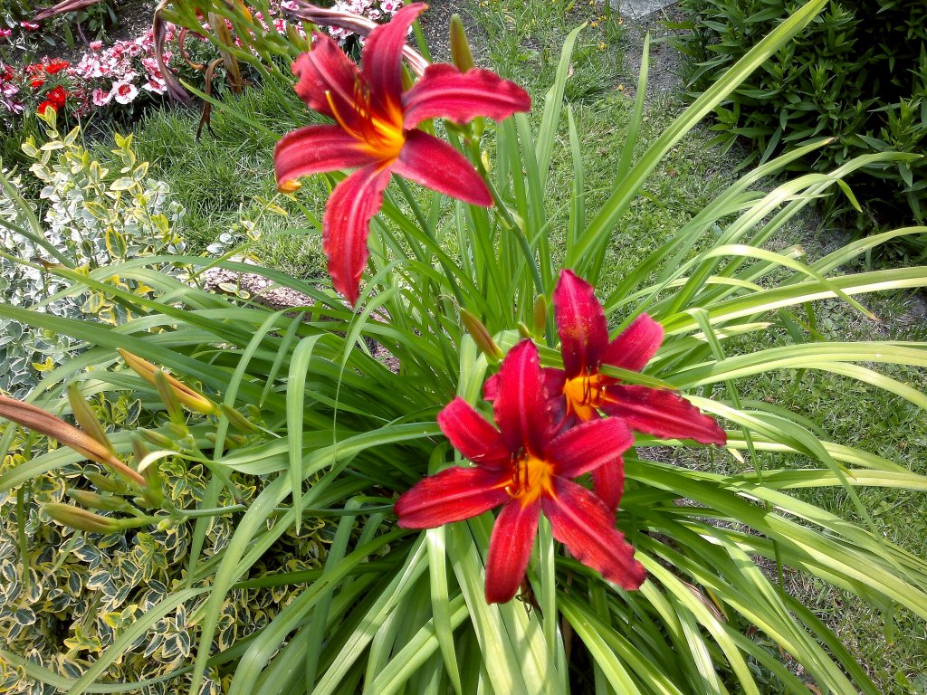 Wunderschne Rote Lilien im Garten