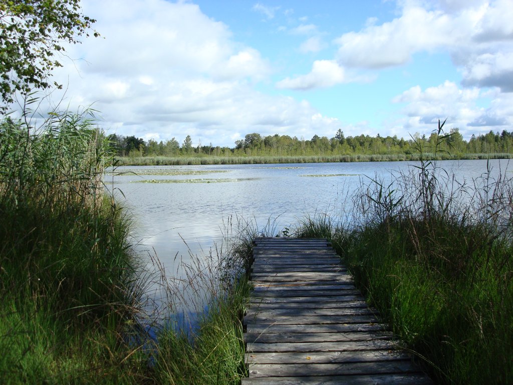 Wurzacher Ried,
herrliches Naturschutz-und Wandergebiet in Oberschwaben,
Aug.2008