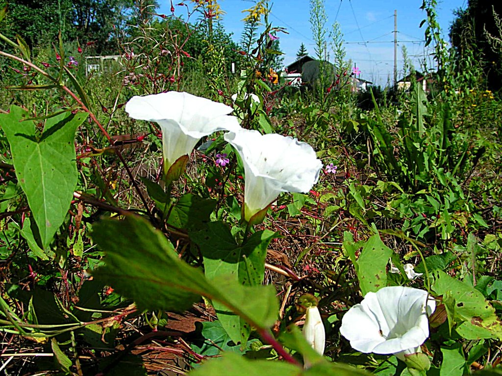 Zaunwinde (Calystegia sepium)& Co lassen den stillgelegten Bahnhof Haag/Hausruck aufblhen;110811