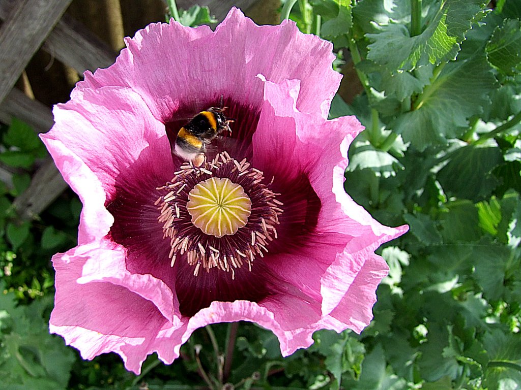 Ziermohnblte erhlt Besuch von einer fleissigen Hummel;110605