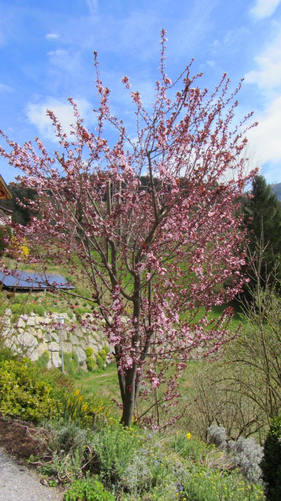 Zierpflaumenbaum in voller Blüte.(10.4.2012