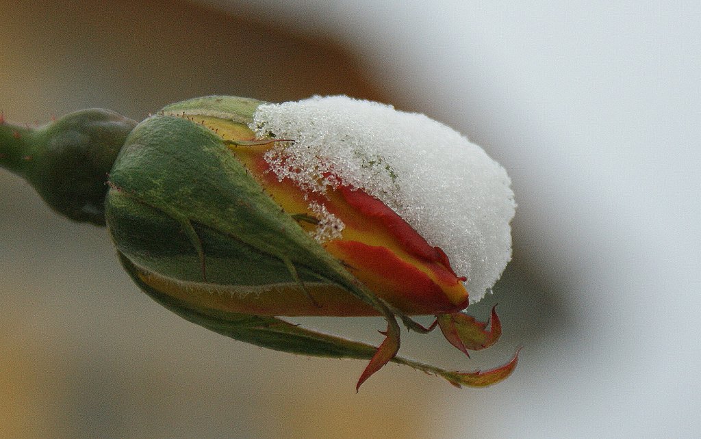 Zu spt- der Winter stoppt die Rosenblte.
(19.12.2009)
