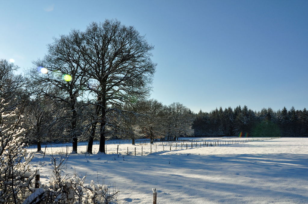 Zugeschneite Weide an der Steinbachtalsperre - 08.12.2012