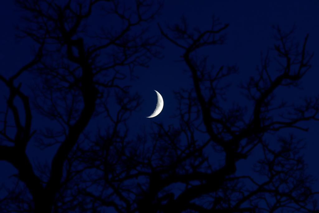 Zunehmender Mond zwischen Eichenzweigen - 29.11.2011