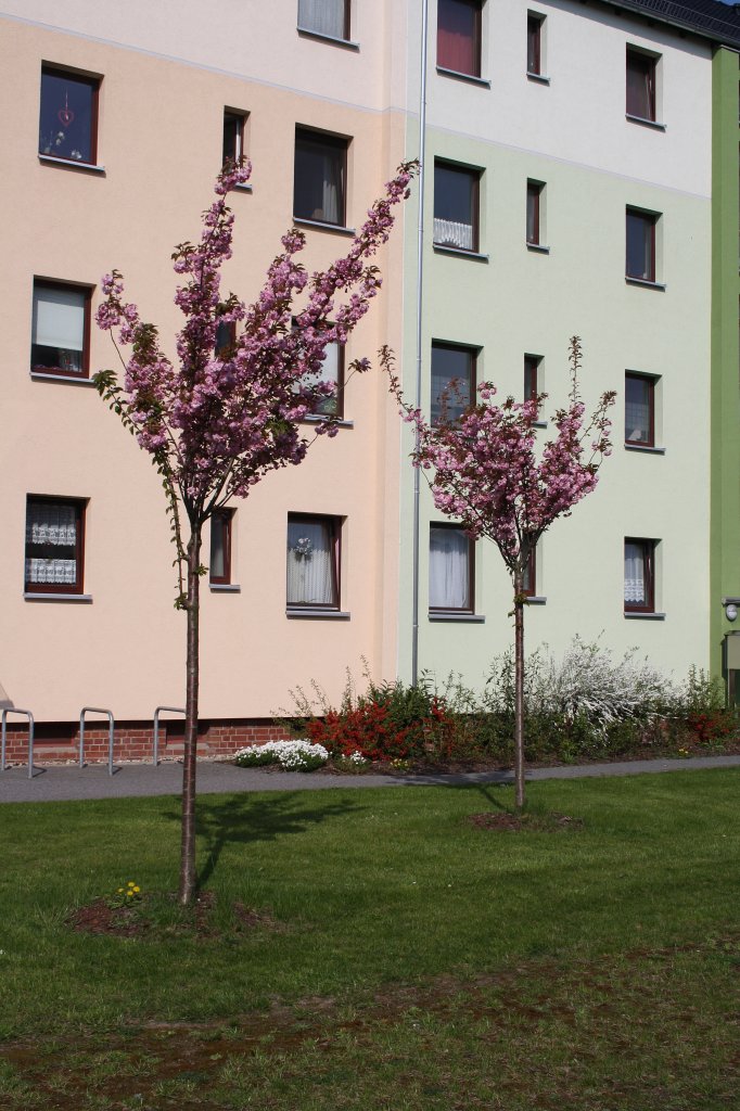 Zwei Bumchen in Frhling in Lehrte am 19.04.2011.