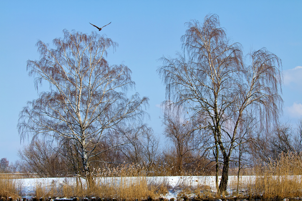 Zwei schief stehende Birken auf den Ueckerwiesen. - 15.03.2013