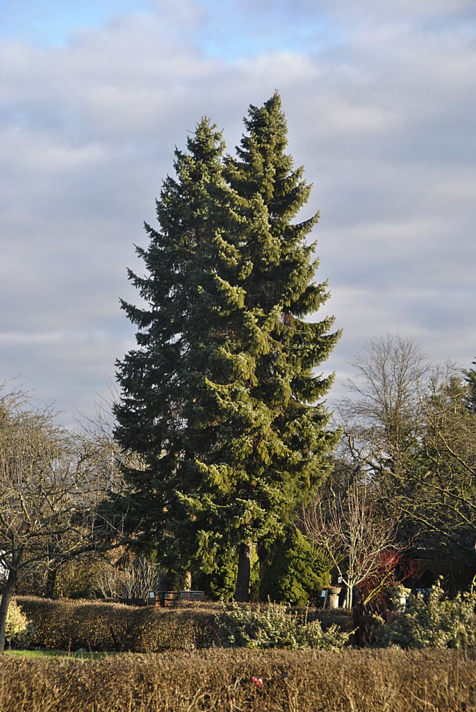 Zwei Tannen in einer Gartenanlage in Lehrte am 16.01.2011.