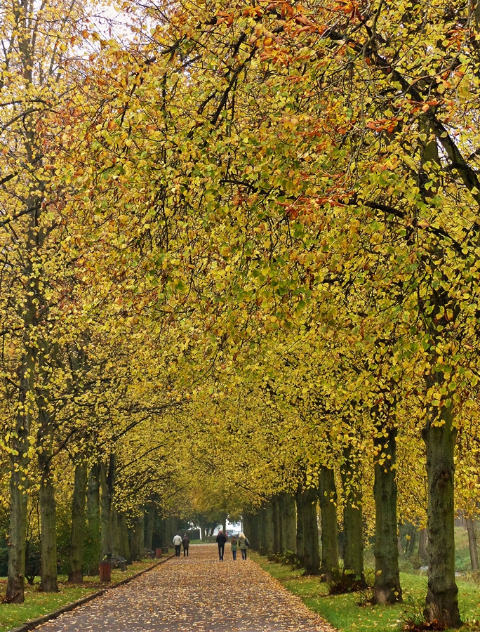 . Bad Nauheim (Wetterau) - Herbstspaziergang im Sdpark. 01.11.2014 (Jeanny)