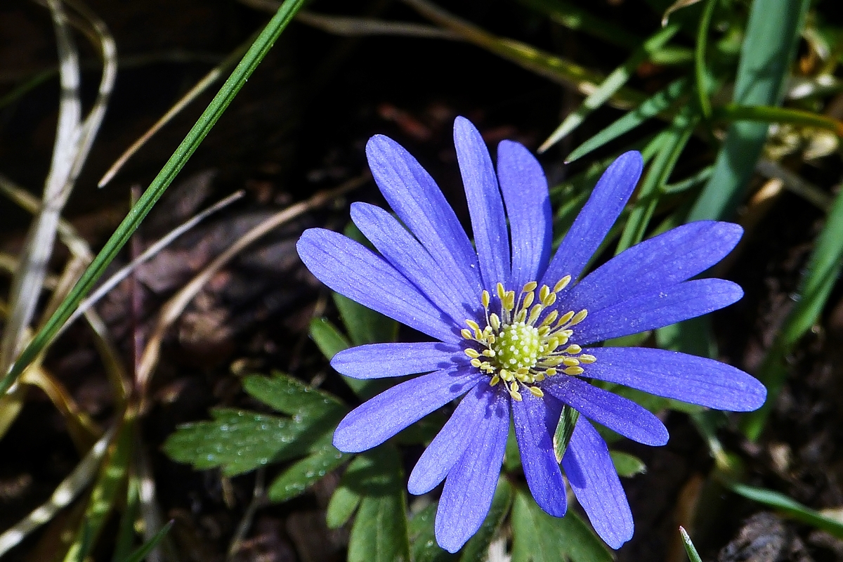 . Balkan-Windrschen (Anemone blanda). 02.04.2014 (Jeanny)