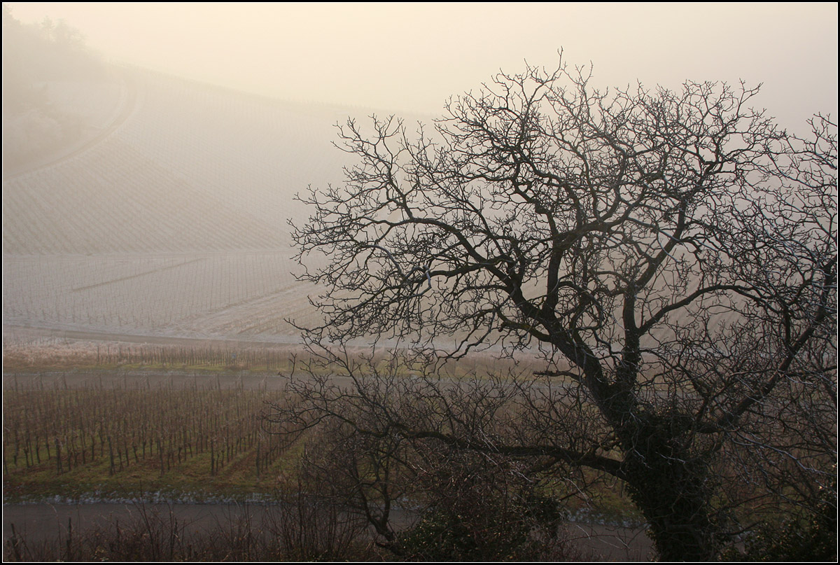 . Baum vor Weinberg bei kalter Stimmung -

Ausblick vom Schützenhüttle bei Weinstadt-Strümpfelbach in Richtung Süden.

01.01.2017 (M)