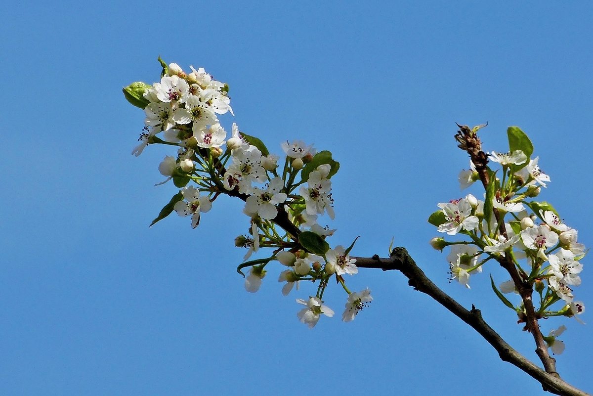 . Blhender Straenbaum. 02.04.2014 (Jeanny)