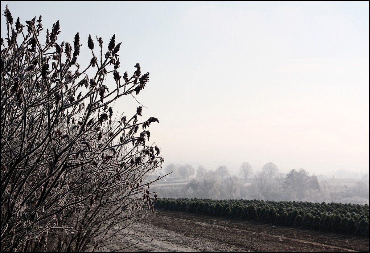 . Der Nebel schwindet -

Im Remstal zwischen Kernen und Weinstadt.

06.12.2016 (M)