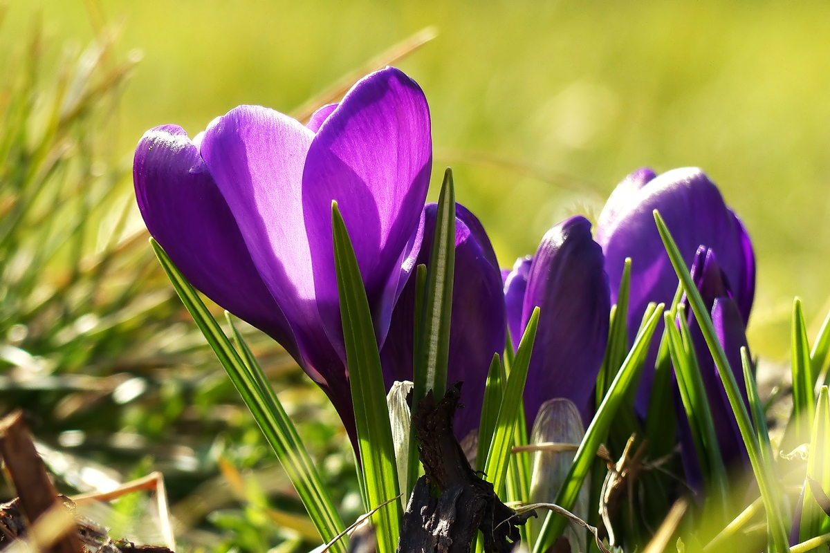 . Die ersten Farbtupfer in unserem Garten. 08.03.2015 (Jeanny)