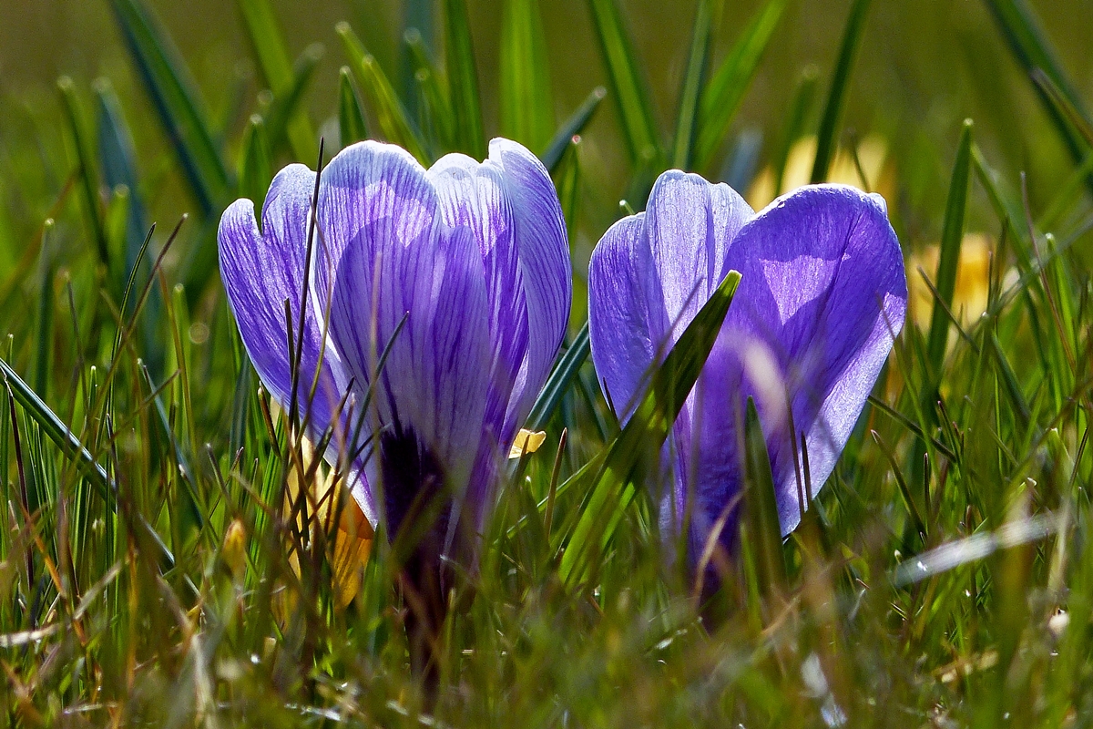 . Die Farben des Frhlings. 07.04.2013 (Jeanny)