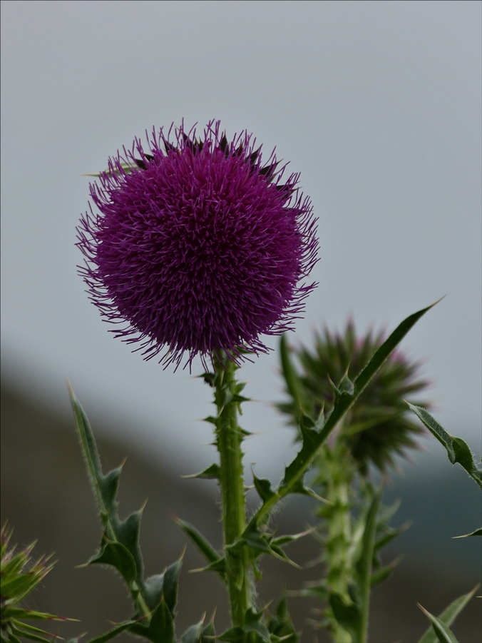 . Distelblüte am Wegesrand.  06.16.