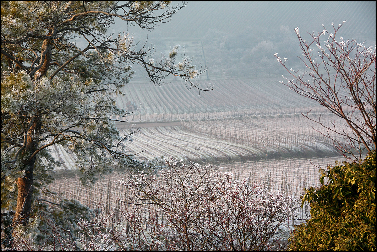 . Gezuckerter Weinberg -

Blick hinunter vom Aussichtspunkt Schützenhüttle in Richtung Weinstadt-Endersbach.

01.01.2017 (M)