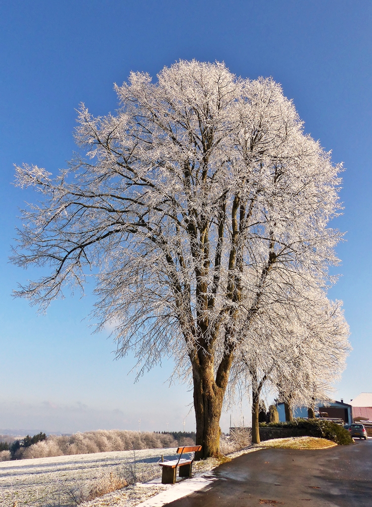 . Heiderscheid (Luxemburg) - Ein Traum in Wei. 20.01.2015 (Jeanny)