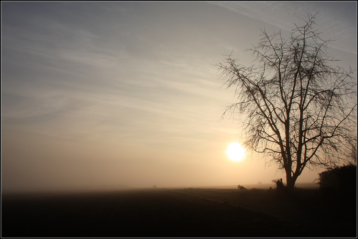 . Nebel, Sonne und Baum -

Am Ortsrand von Kernen-Rommelshausen.

15.12.2016 (M)