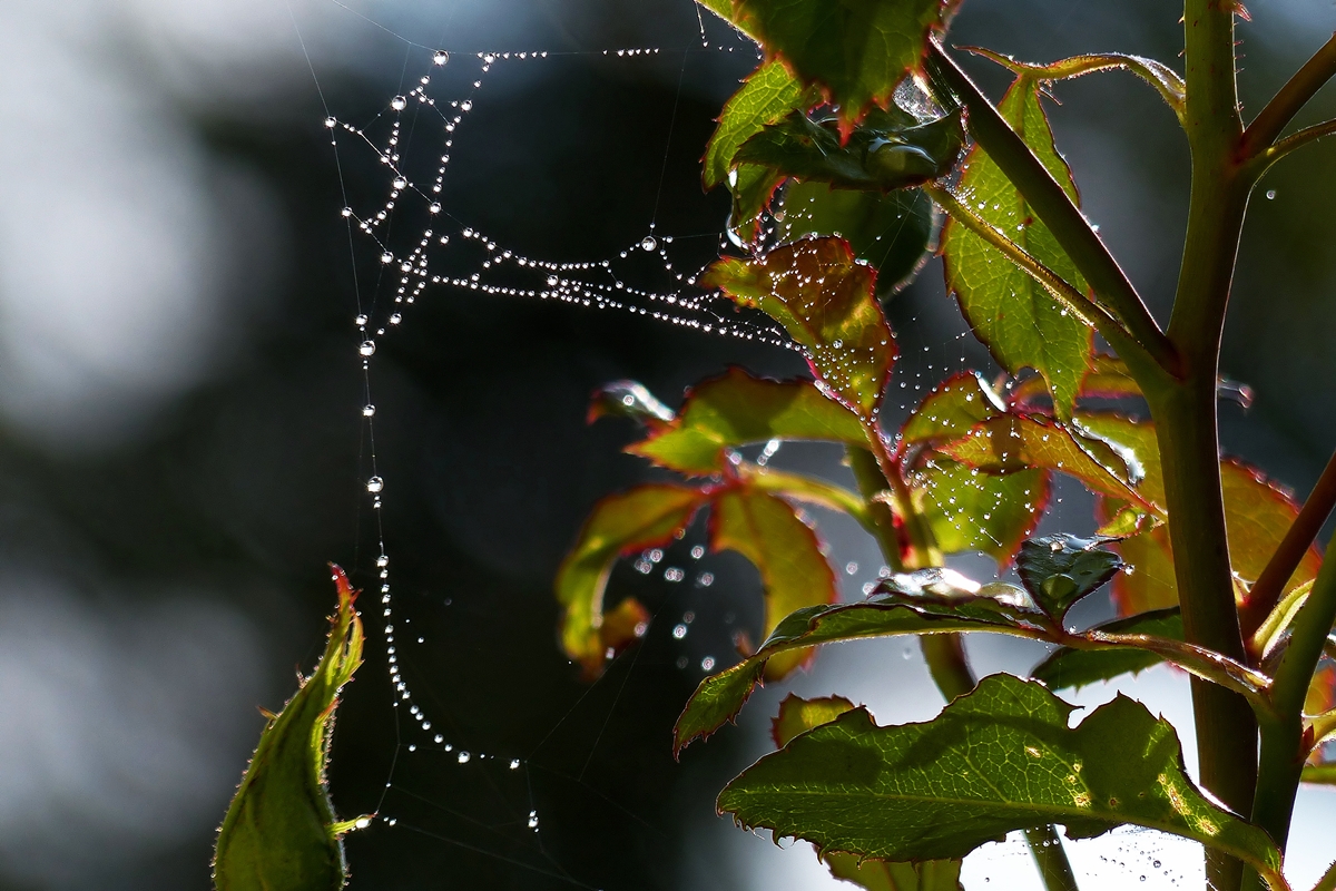 . Perlenschnre am Morgen des 24.08.2014. (Jeanny)