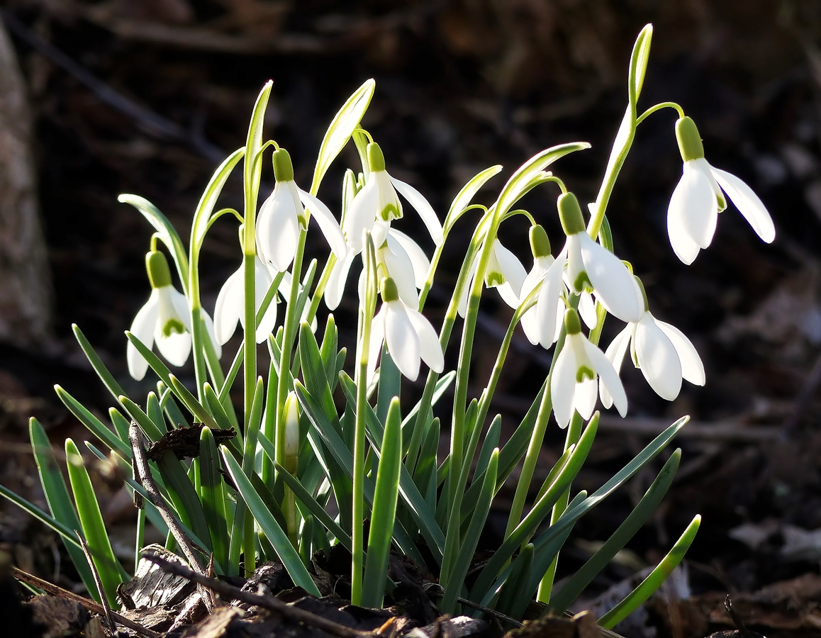 . Sie verknden den Frhling, die Schneeglckchen. 08.03.2015 (Jeanny)