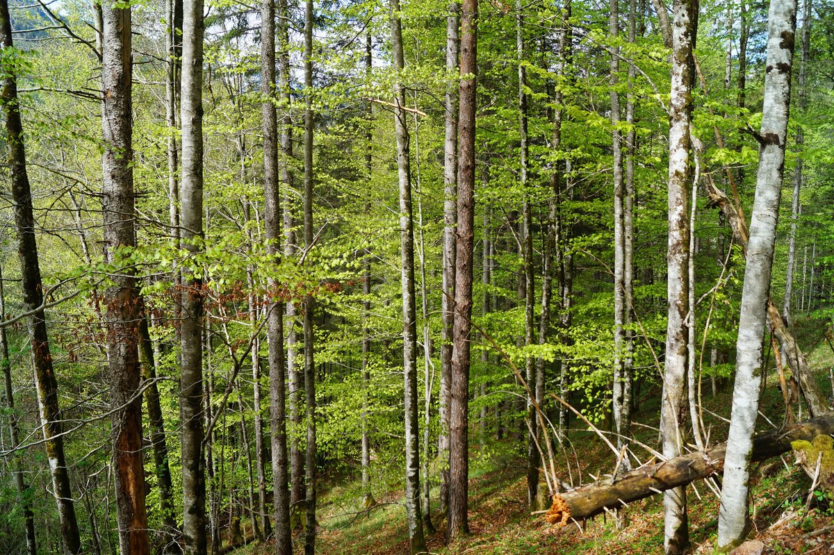 - Wald -
Frühlingshafte Impression aus einem Mischwald im Tiroler Unterland; 01.05.2020.