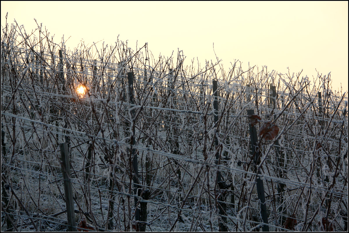 . Weinreben im Frost mit Sonne -

Am Hang des Sonnenberges bei Weinstadt-Strümpfelbach.

01.01.2017 (M)