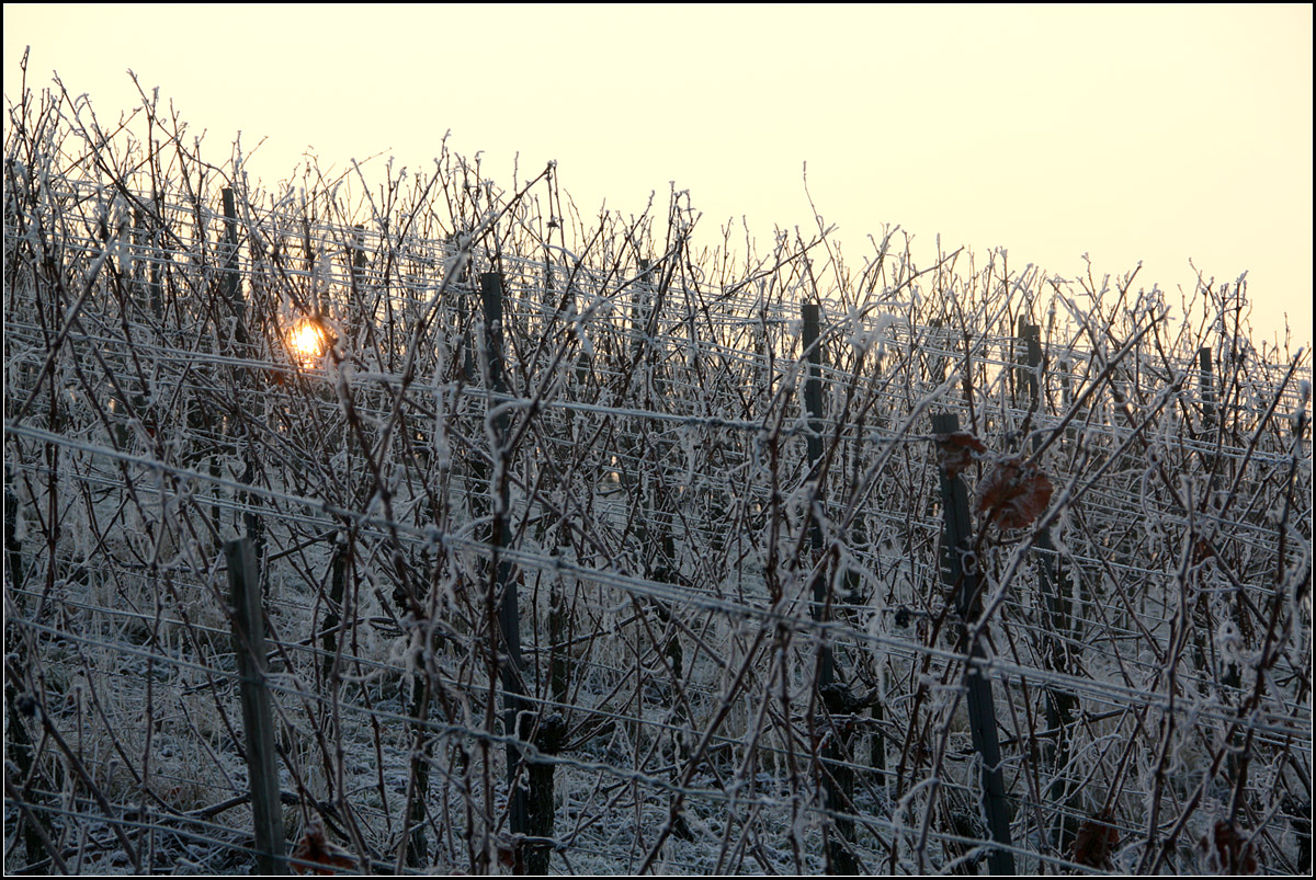 . Weinreben im Frost mit Sonne -

Am Hang des Sonnenberges bei Weinstadt-Strümpfelbach.

01.01.2017 (M)