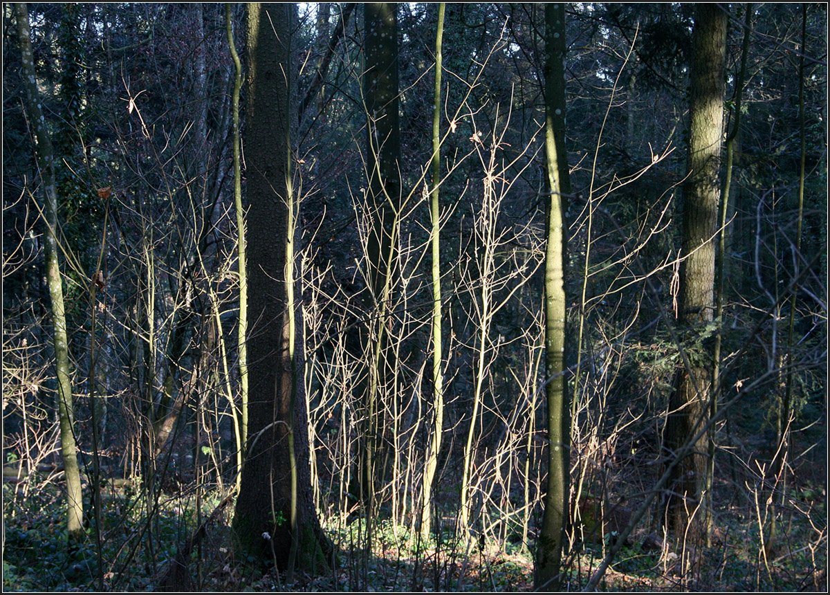 . Wenn ein bisschen Sonnenlicht in den Wald fällt -

können dünne Zweige betont werden.
Im Schwäbischen Wald bei Schwäbisch Gmünd.

14.12.2015 (M)