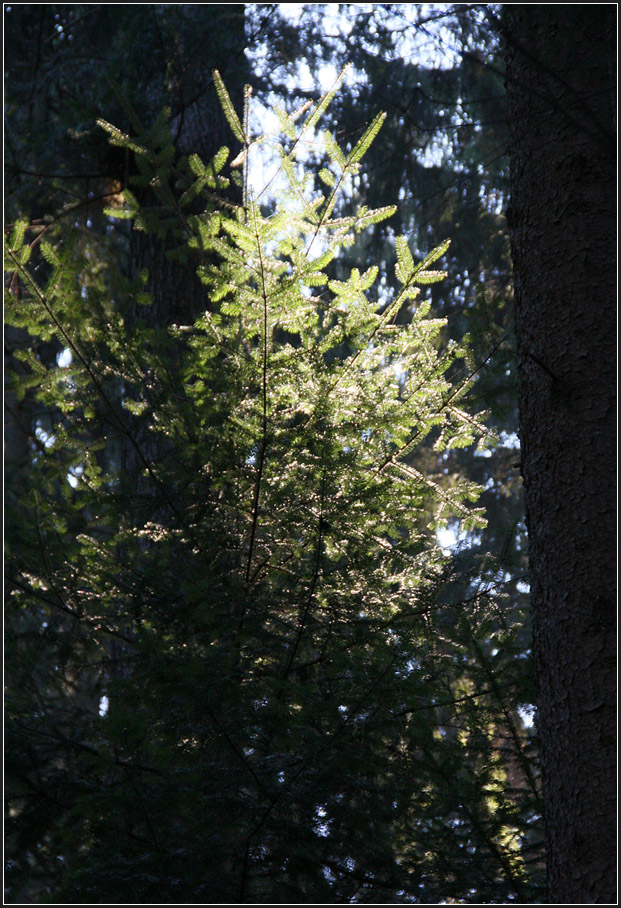 . Wenn ein bisschen Sonnenlicht in den Wald fällt -

leuchtet einzelnes hervor.
Im Schwäbischen Wald bei Schwäbisch Gmünd.

14.12.2015 (M)