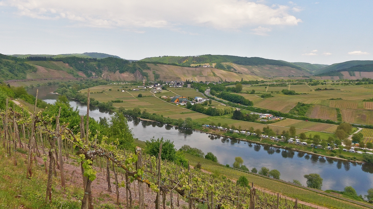 . Wunderschnes Moseltal - In den Weinbergen in Reil kann man den Blick schweifen lassen vom 237,5 Meter hohen Prinzenkopf mit dem gleichnamigen Tunnel, dem berhmten Hangviadukt, dem sehenswerten Ort Pnderich, der Marienburg bis hin zur gemchlich dahin flieenden Mosel. 13.05.2015 (Jeanny) 