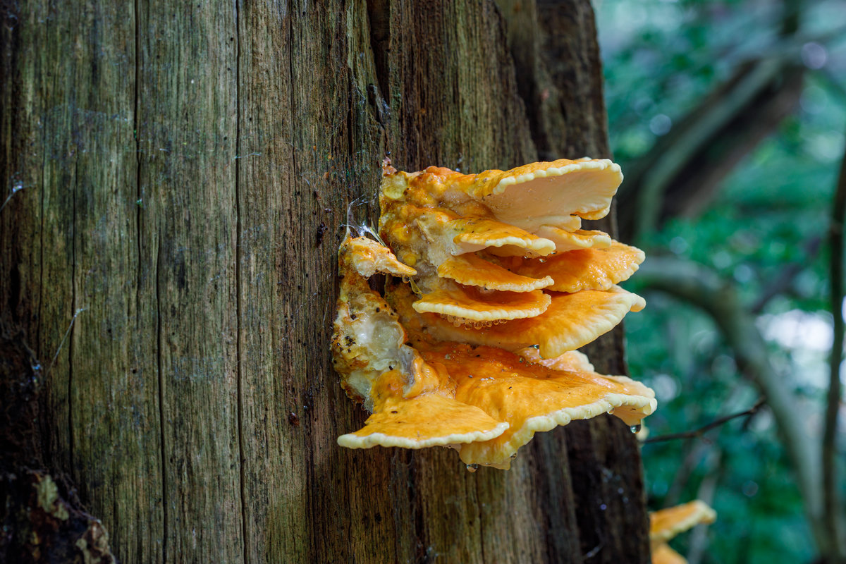 10.9.2020 - Neuenburger Urwald - Schwefelporling mit Guttationstropfen