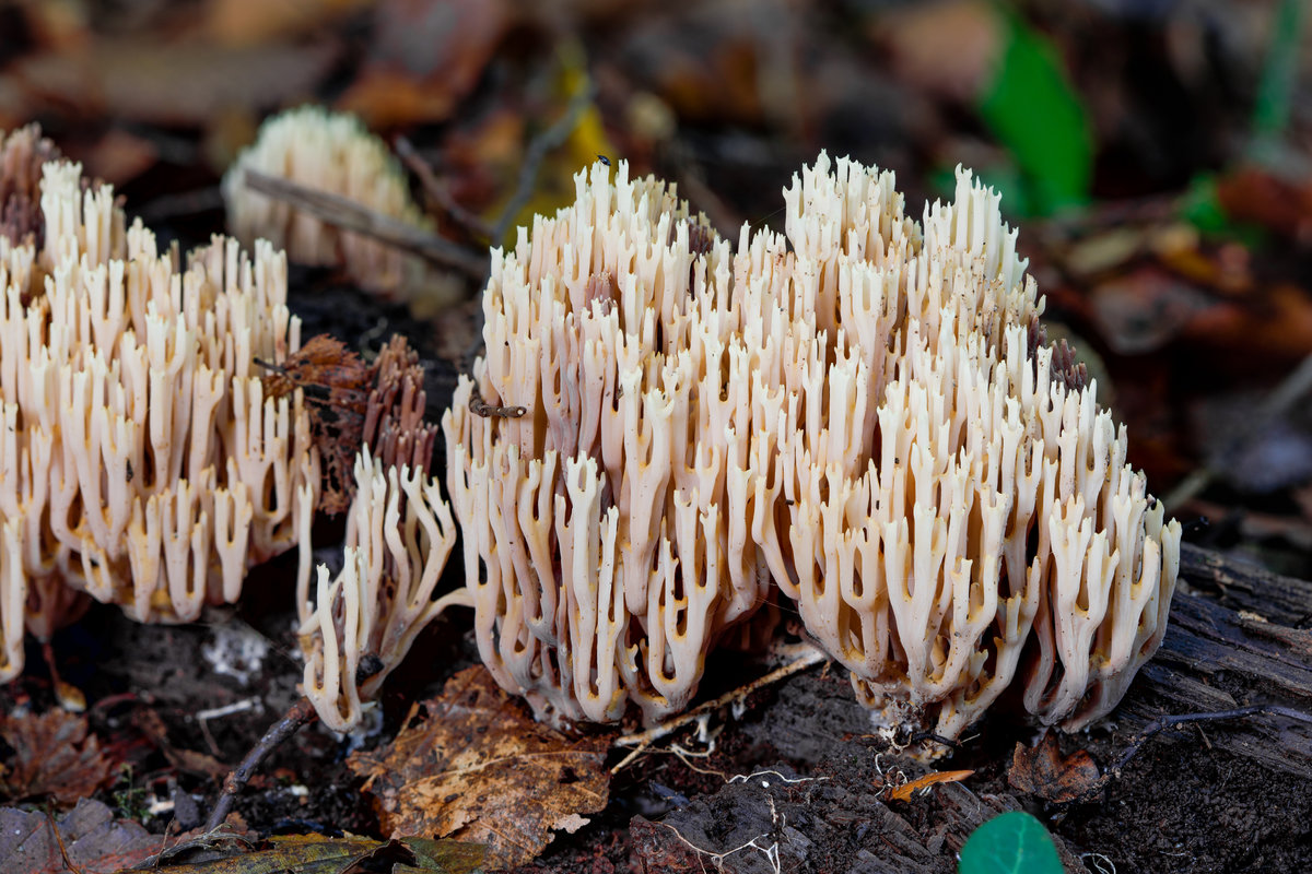 1.10.2020 - Neuenburger Urwald - eine Steife Koralle auf einem abgestorbenen Ast