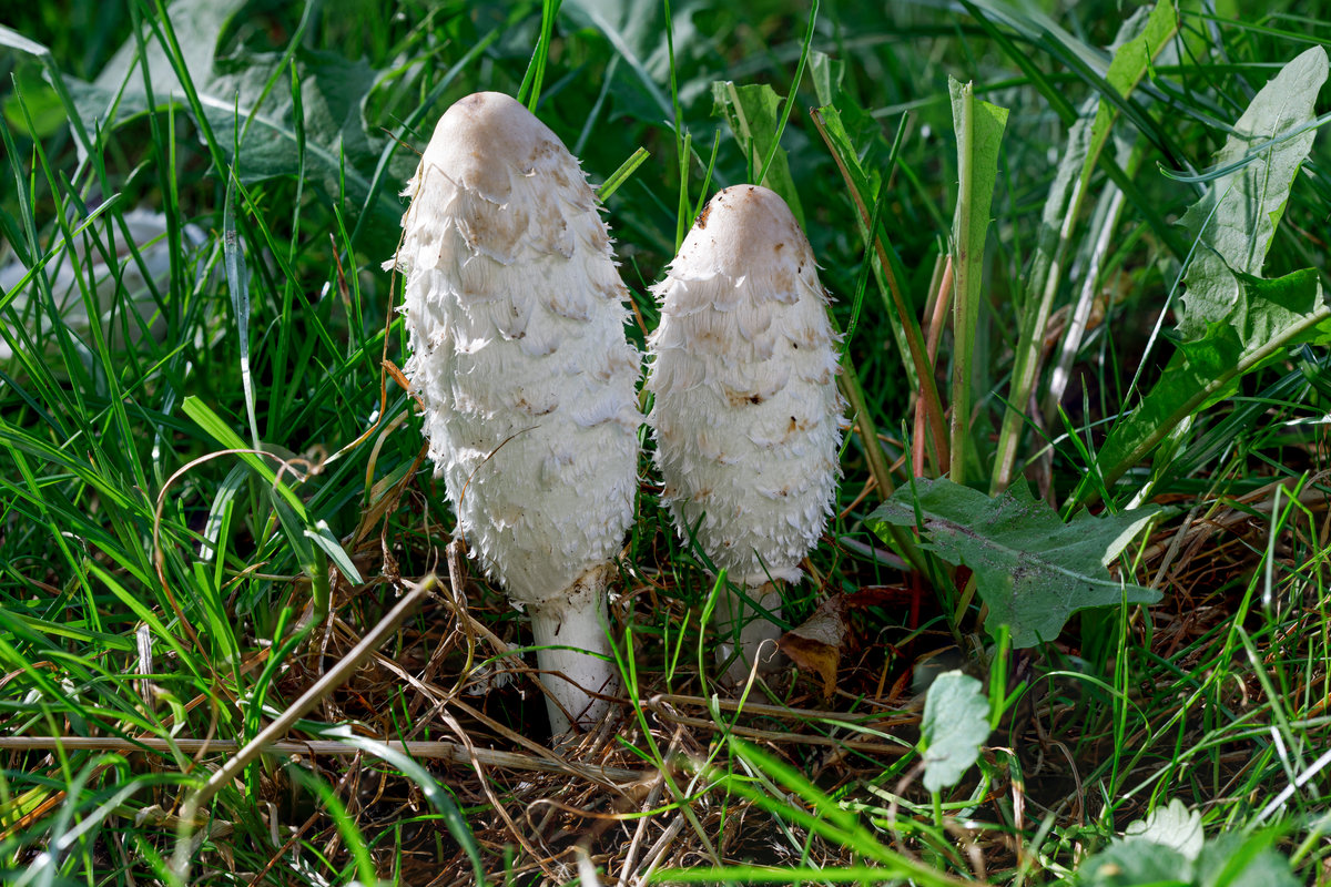 17.9.2020 - Zetel Fuhrenkamp - 2 schöne Exemplare des Schopftintlings