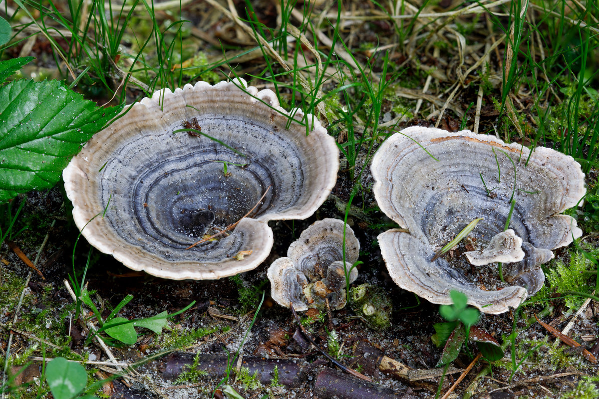 17.9.2020 - Zetel Fuhrenkamp Nähe Silbersee - schöne Exemplare von Muschelpilzen