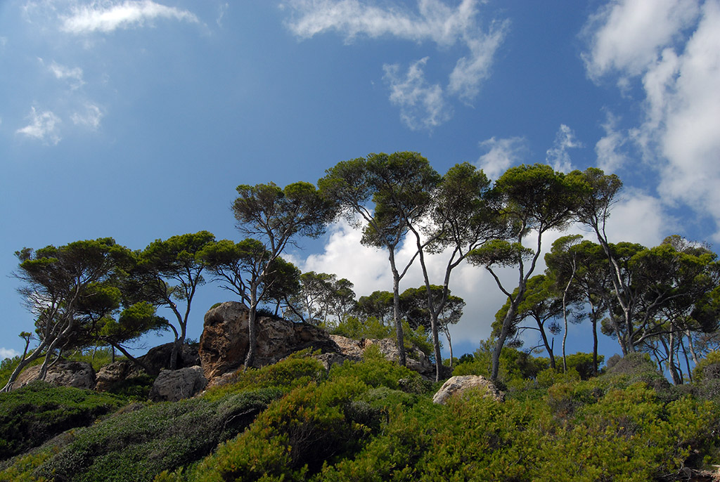 18 09.2017 Vegetation an der Küste von Canyamel / Mallorca