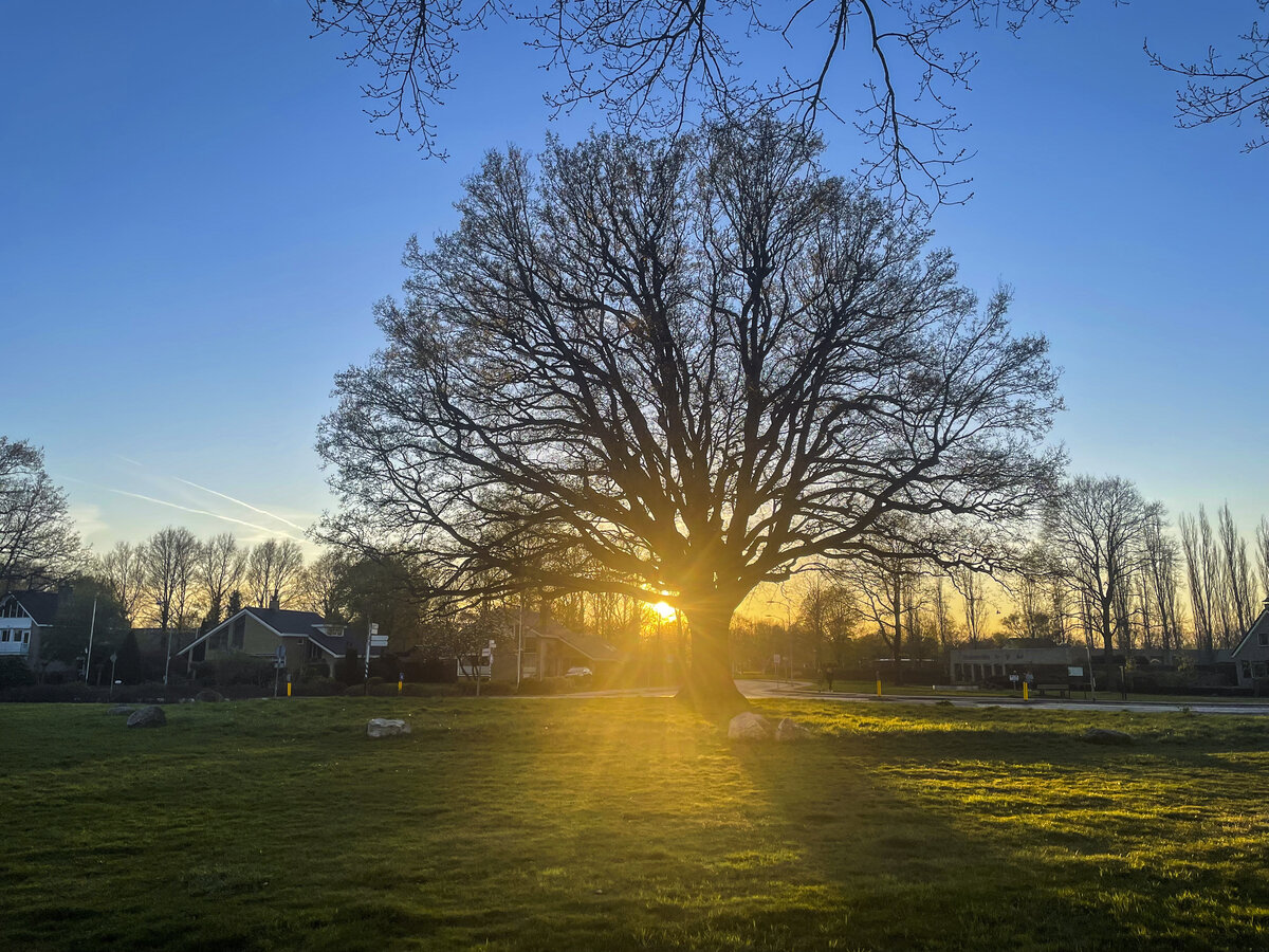 »De dikke boom« (deutsch: »der dicke Baum«) im Dorf von Beilen. Aufnahme: 17. April 2022.