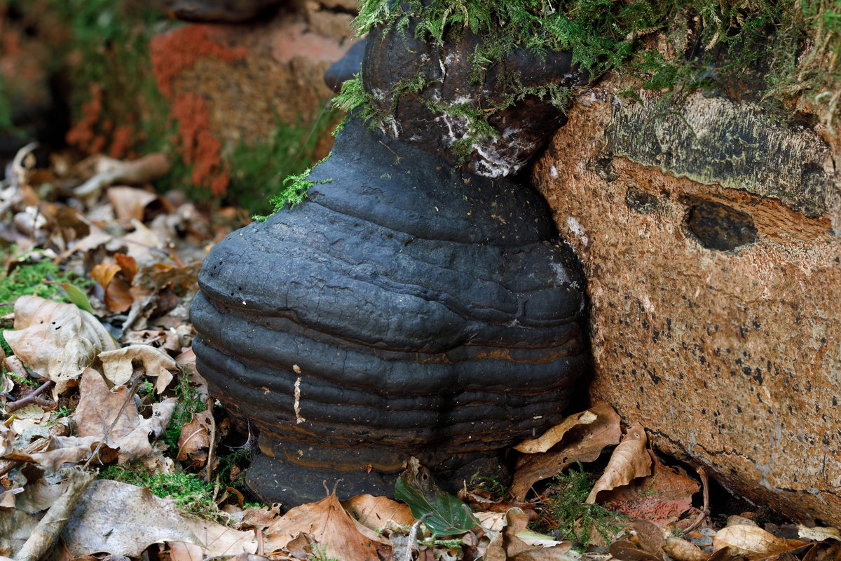 19.9.2020 Schönes Exemplar eines Zunderschwamms an einem umgestürzten Baum im Neuenburger Urwald