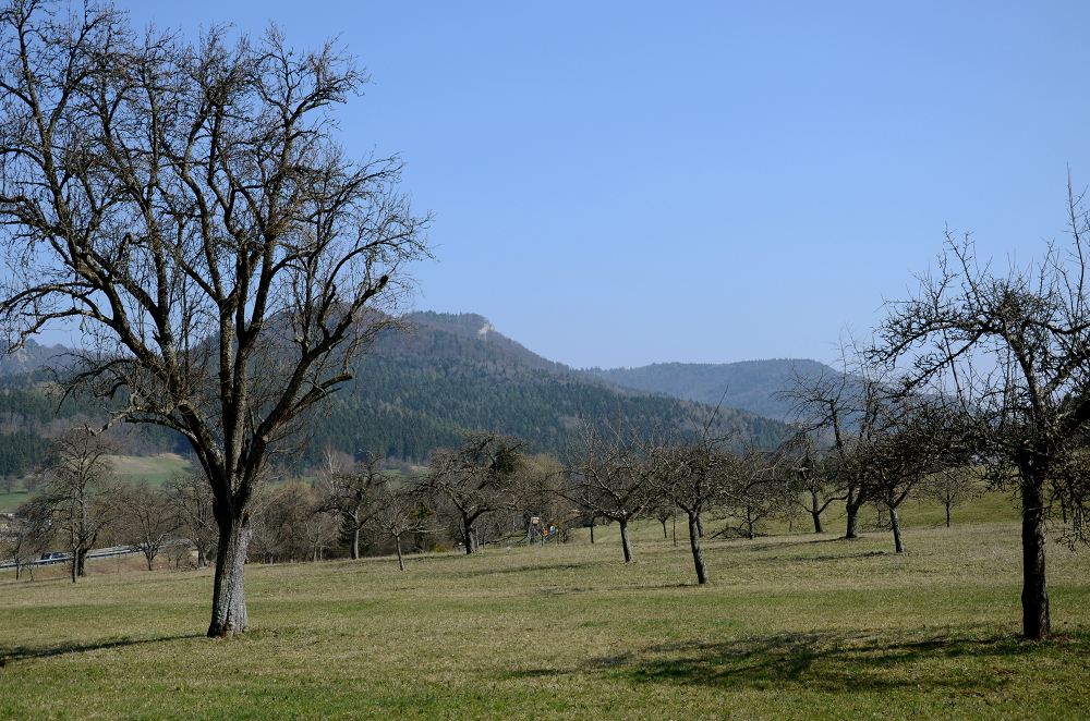 24. März 2019:
Blick vom Reutewald (zwischen Laufen und Dürrwangen) zur Schalksburg.