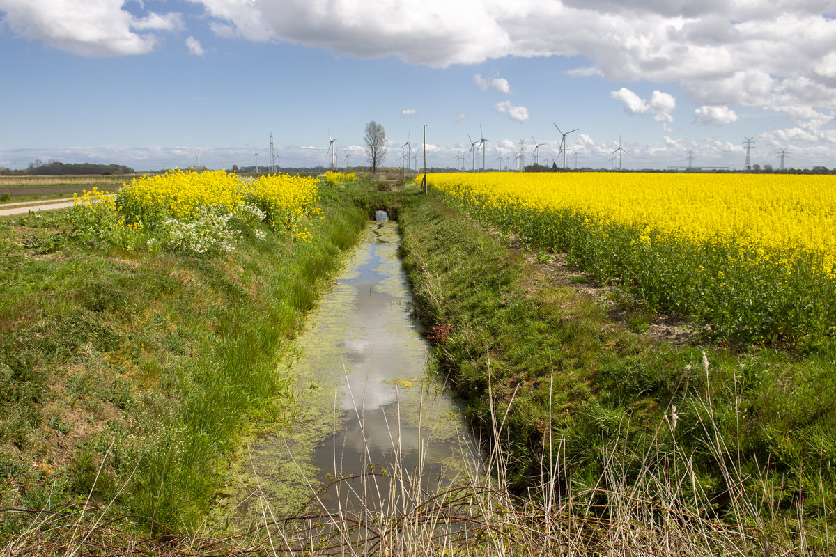 24.4.2020 Rapsblüte im Zeteler Esch. Im Hintergrund ist ein für unsere Gegend typischer Windpark zu sehen / Zetel-Friesland