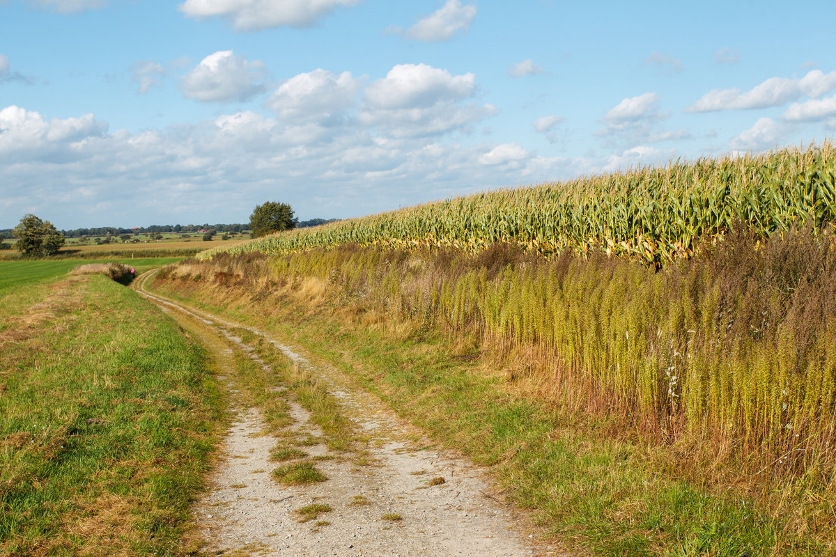 24.9.2020 - Wunderschön sind die Radwege im Zeteler Esch.