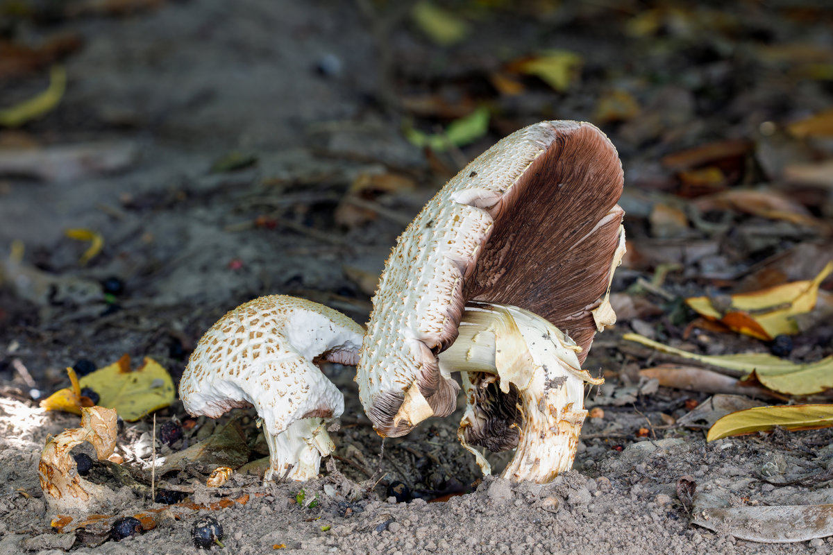 24.9.2020 - Zeteler Esch. Ein interessanter Pilz. Was ist das für einer? Ist es eine Art Egerling?